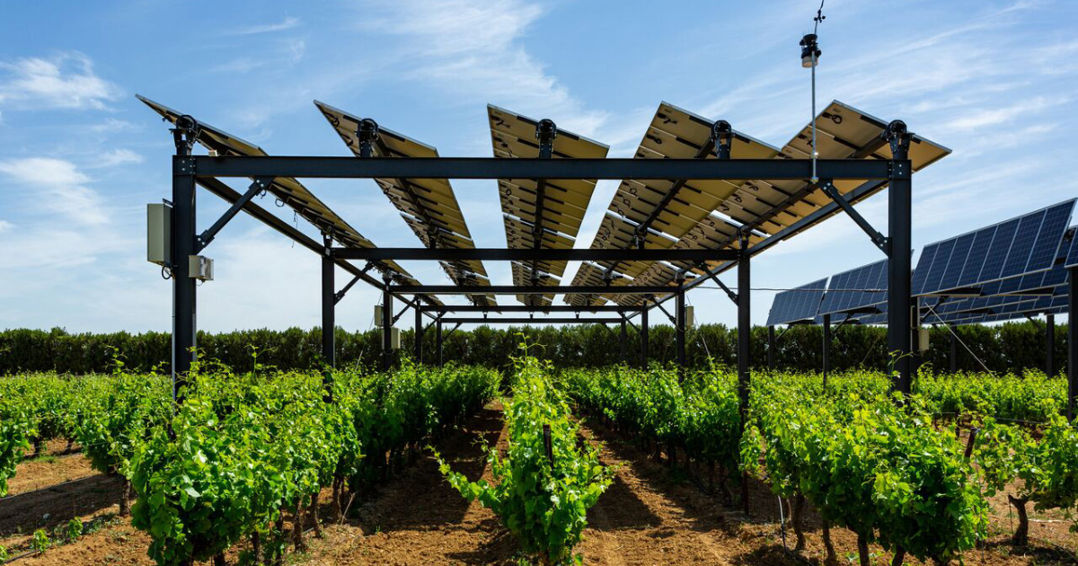 agrivoltaïsme panneaux solaires viticulture