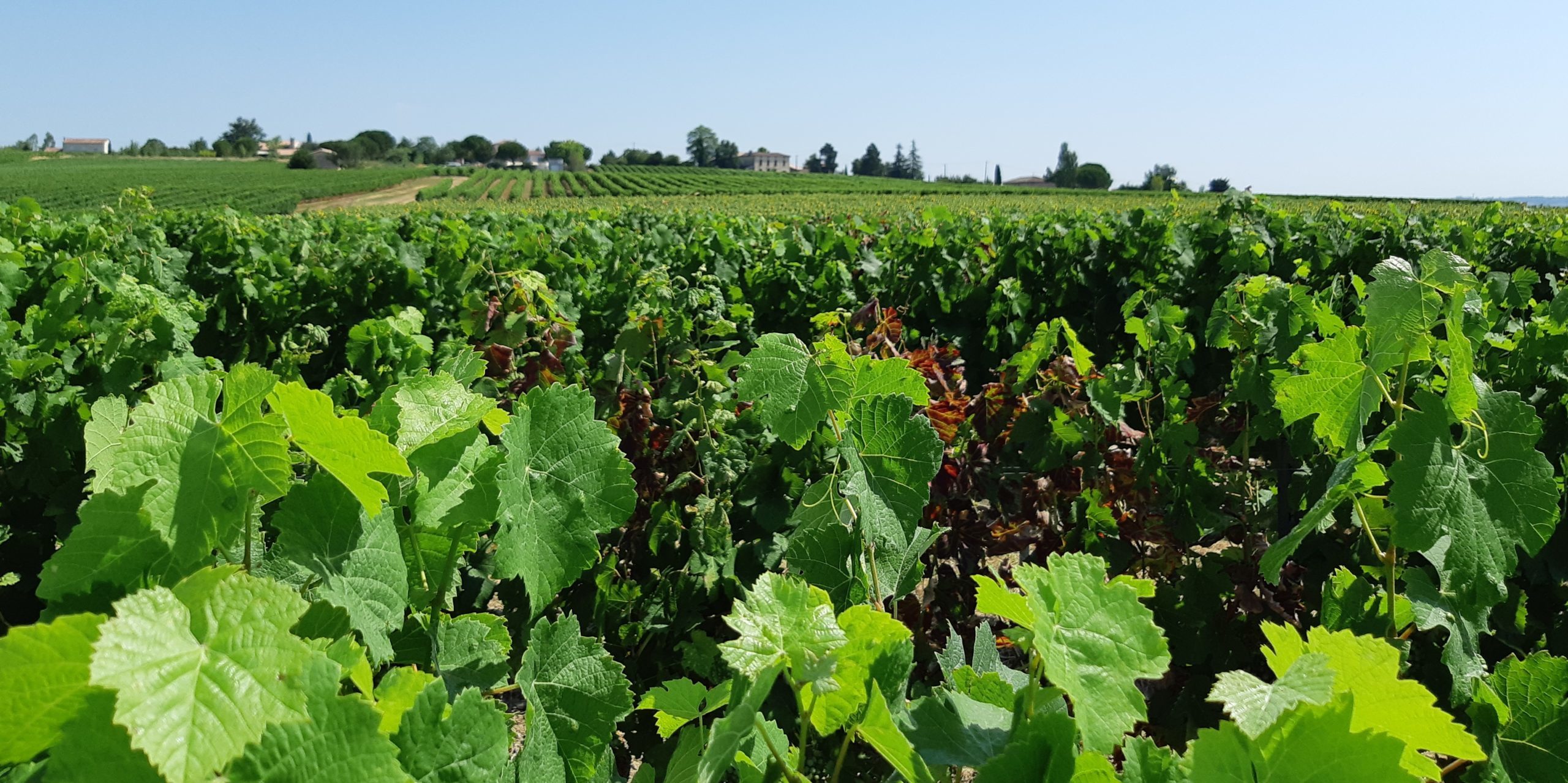 vigne labastide coopérative