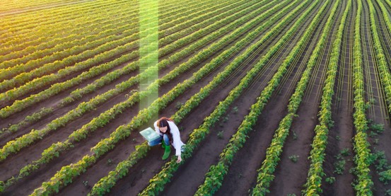 greenback évaluation santé sols agricoles carbone