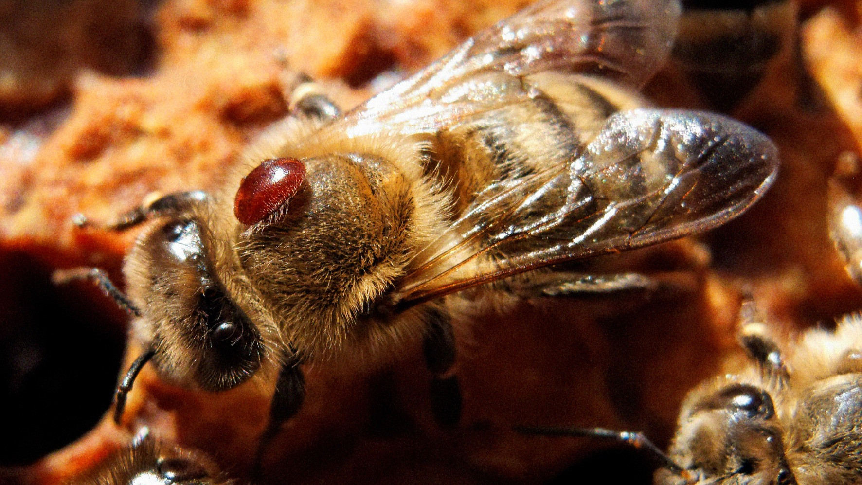 apitech - varroa sur abeille