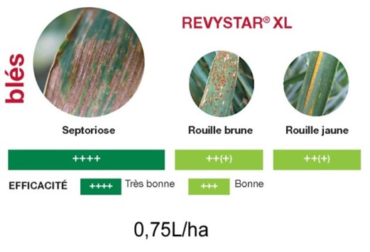 blé revystar